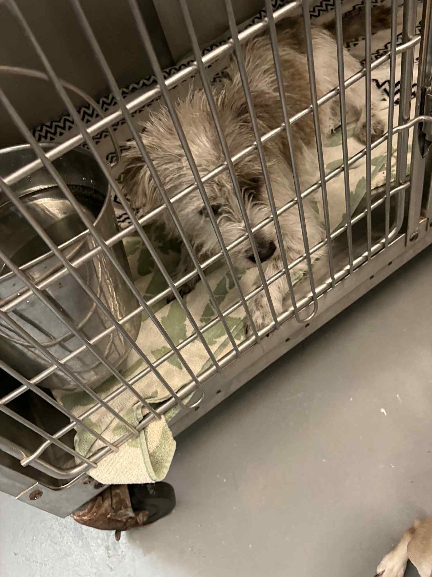 ELFIE HC - Cairn Terrier available for adoption