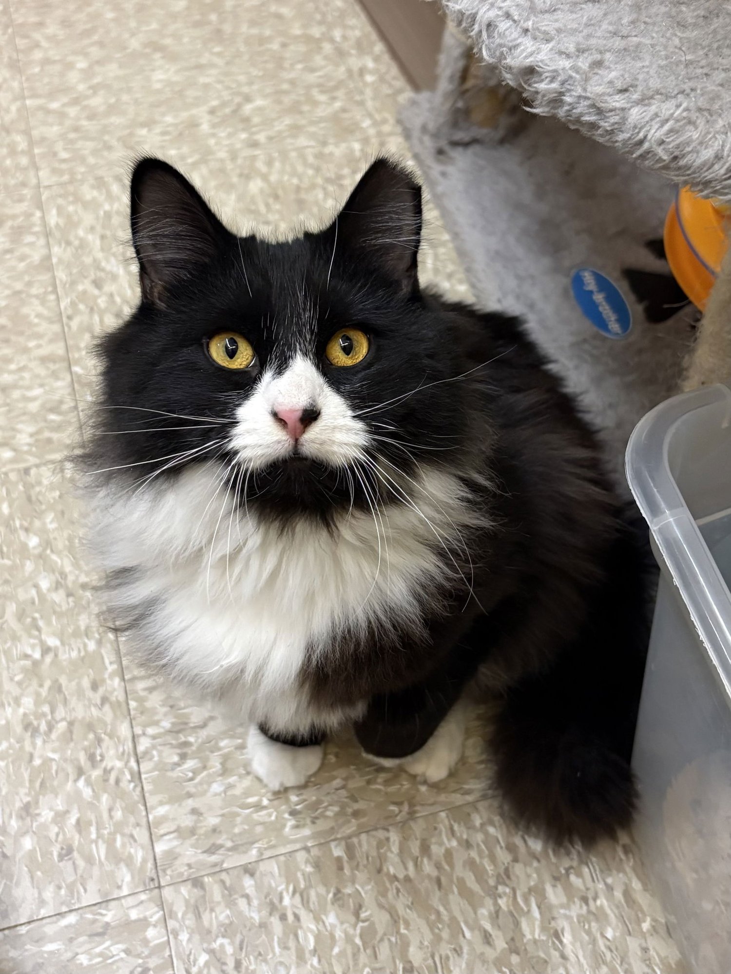 SKUNK RPS - Domestic Long Hair available for adoption