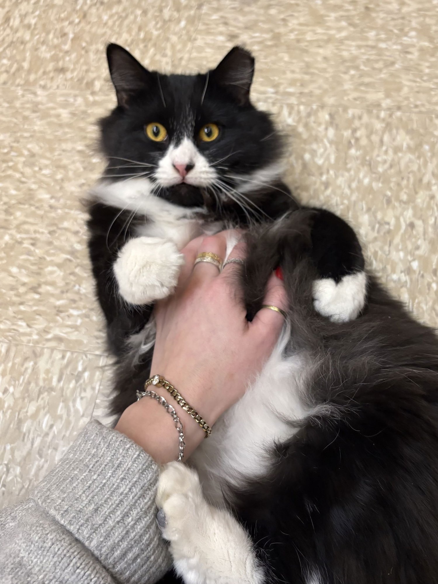 SKUNK RPS - Domestic Long Hair available for adoption