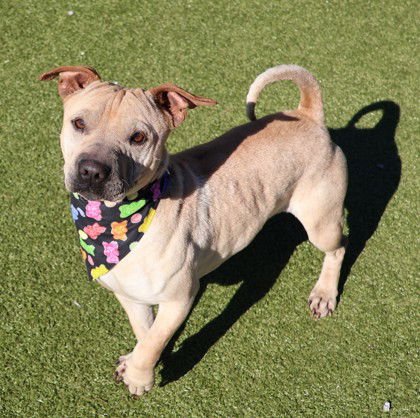 FERB ATHENS - Shar Pei / Dachshund available for adoption