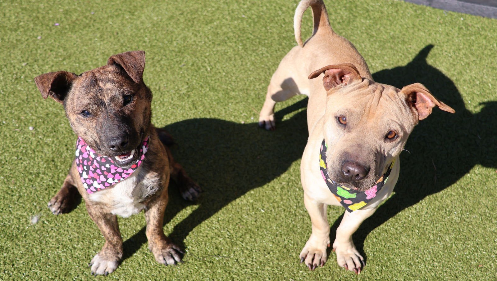 FERB ATHENS - Shar Pei / Dachshund available for adoption