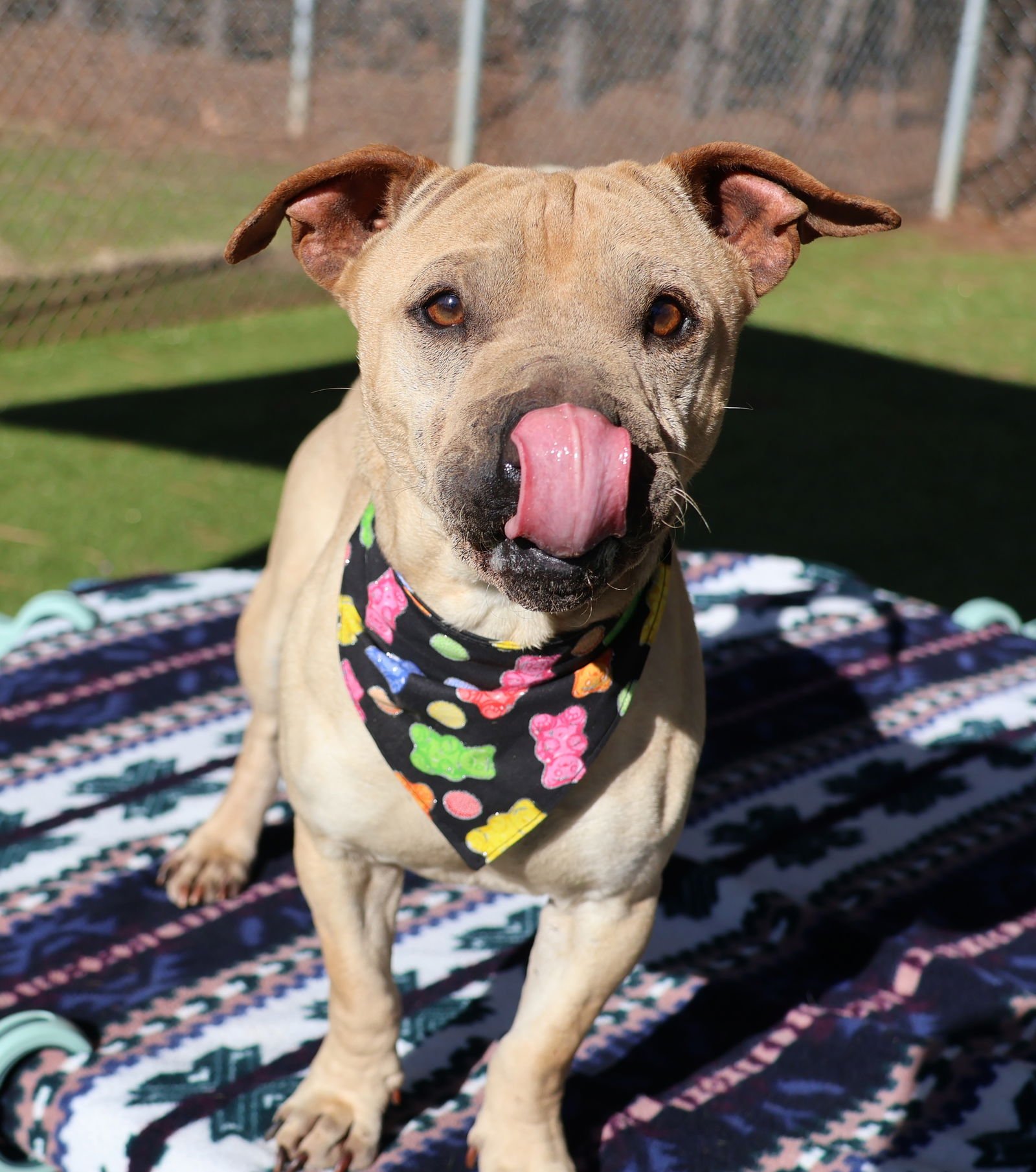 Ferb Athens - Photo 3