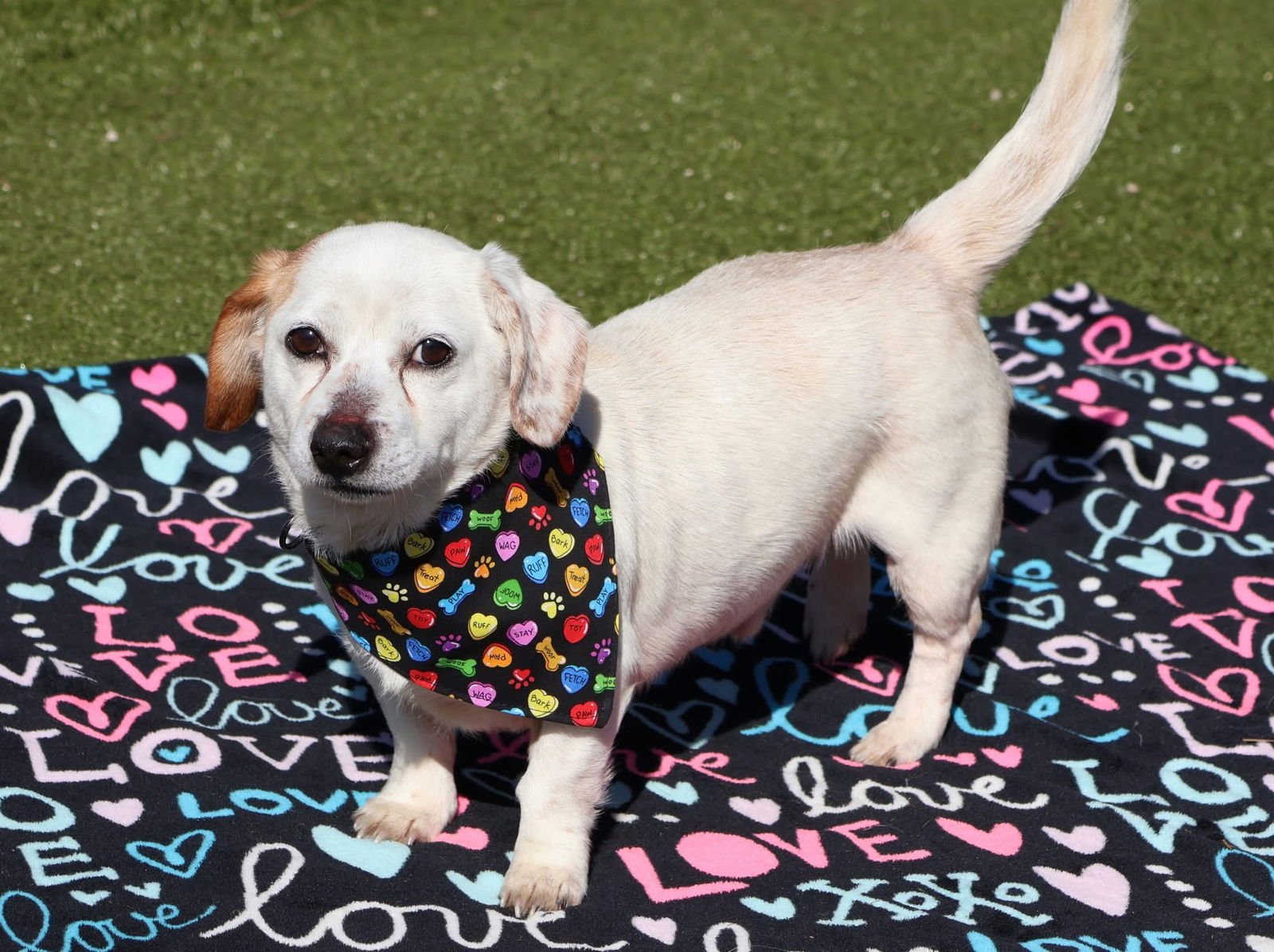 BENJI ATHENS - Beagle available for adoption