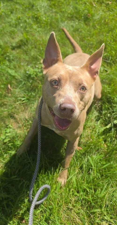 HENNA SCAS - Pit Bull Terrier available for adoption