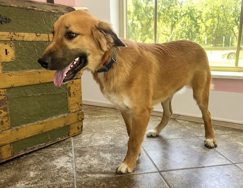 TREVOR  LONESTAR - English Shepherd available for adoption