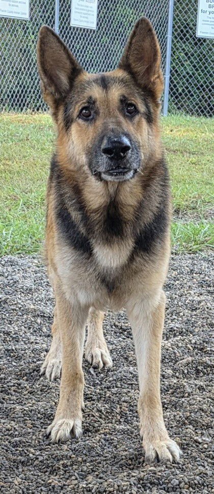 MAXWELL GSD SCAS - German Shepherd Dog available for adoption