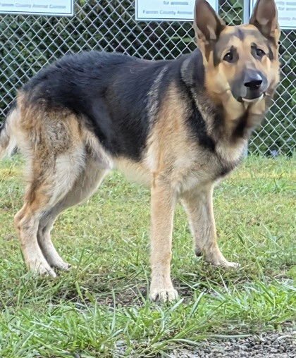 MAXWELL GSD SCAS - German Shepherd Dog available for adoption