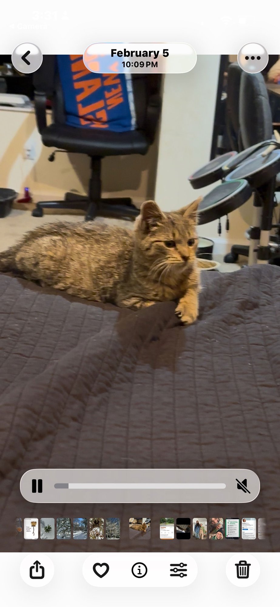 POE KITTEN - Domestic Short Hair available for adoption