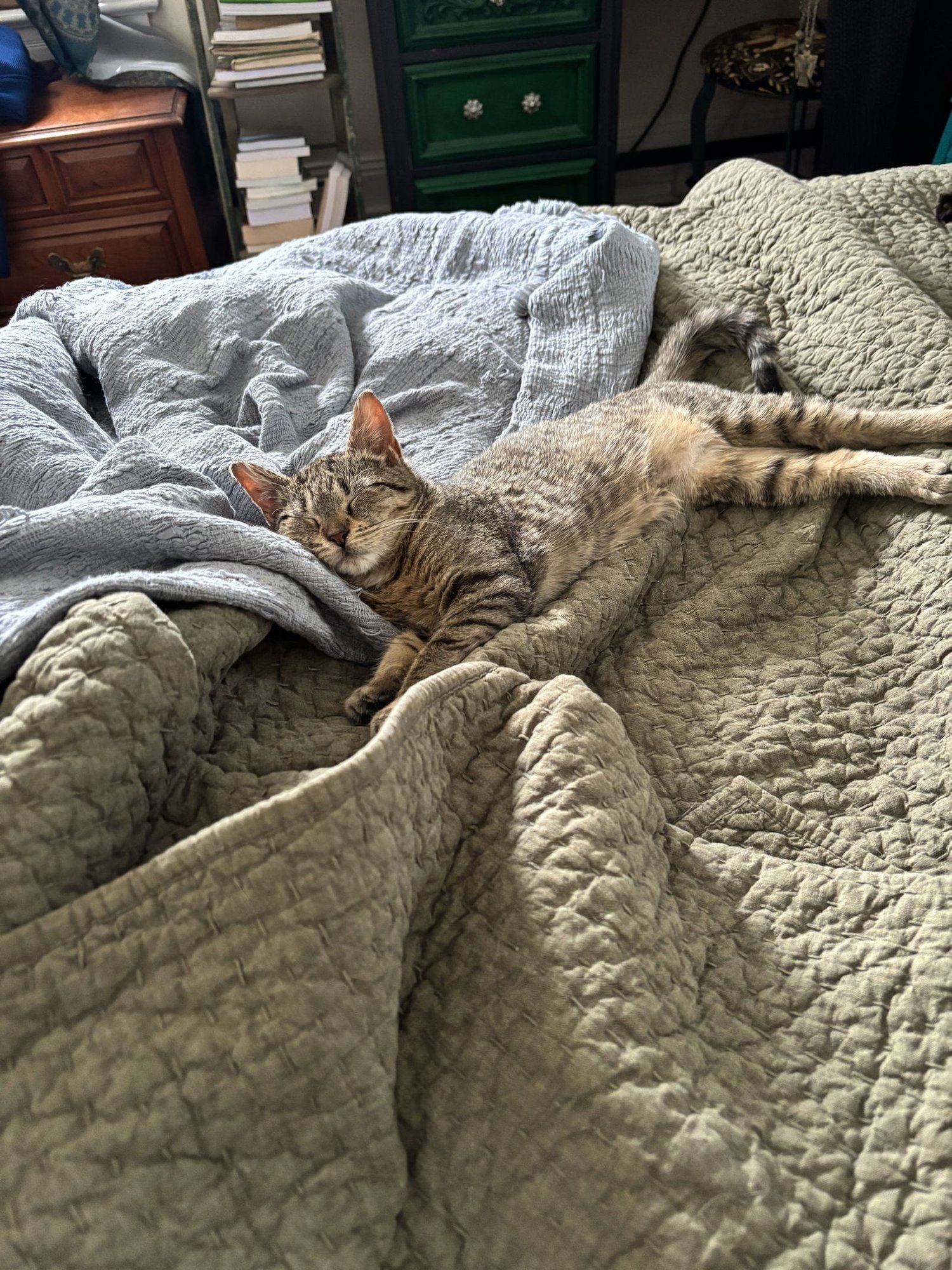 POE KITTEN - Domestic Short Hair available for adoption