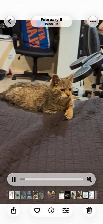Poe KITTEN Image