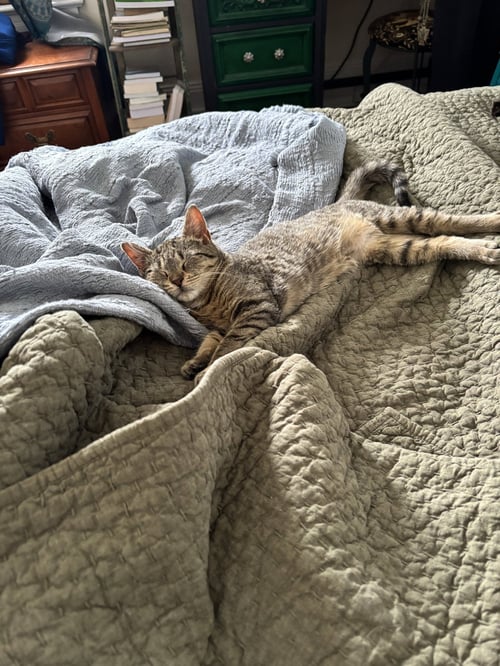 POE KITTEN - Domestic Short Hair available for adoption