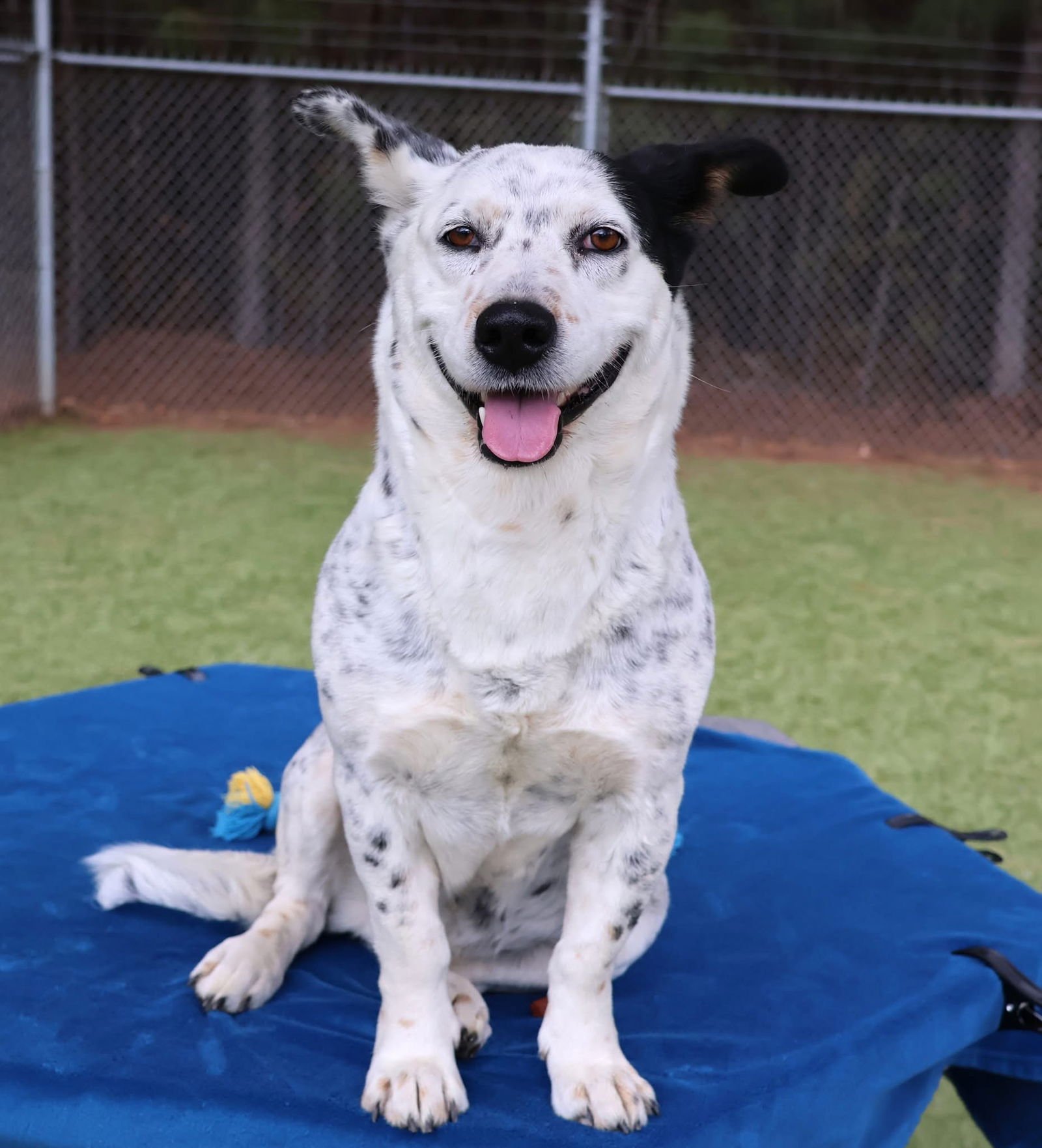 TAHINI ATHENS - Australian Cattle Dog/Blue Heeler / Corgi available for adoption