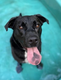Lucky Havard - Photo 8
