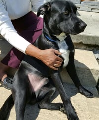 Lucky Havard - Photo 14