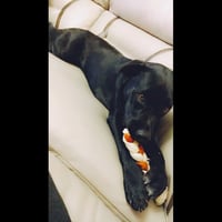 Lucky Havard - Photo 15