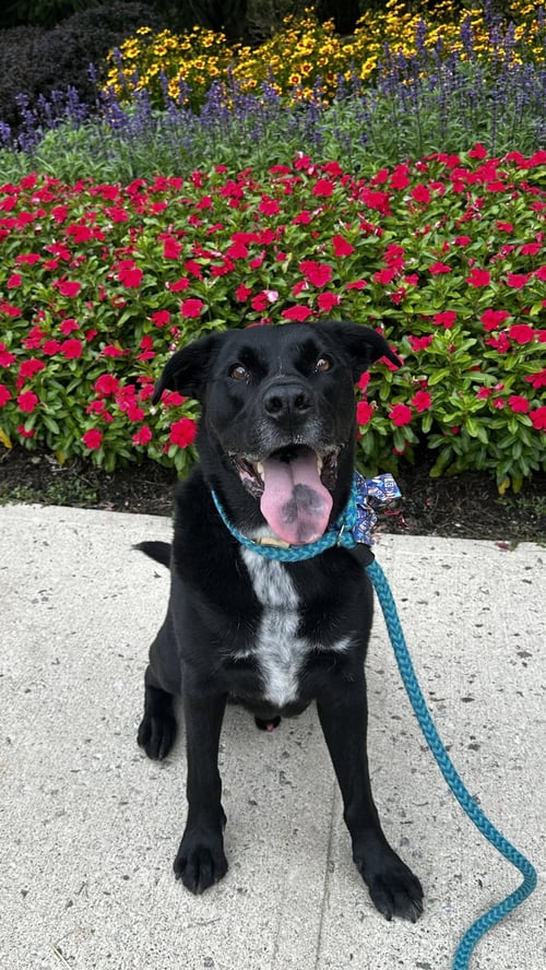LUCKY HAVARD - Labrador Retriever / Australian Cattle Dog/Blue Heeler available for adoption