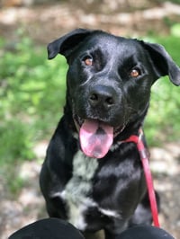 Lucky Havard - Photo 10