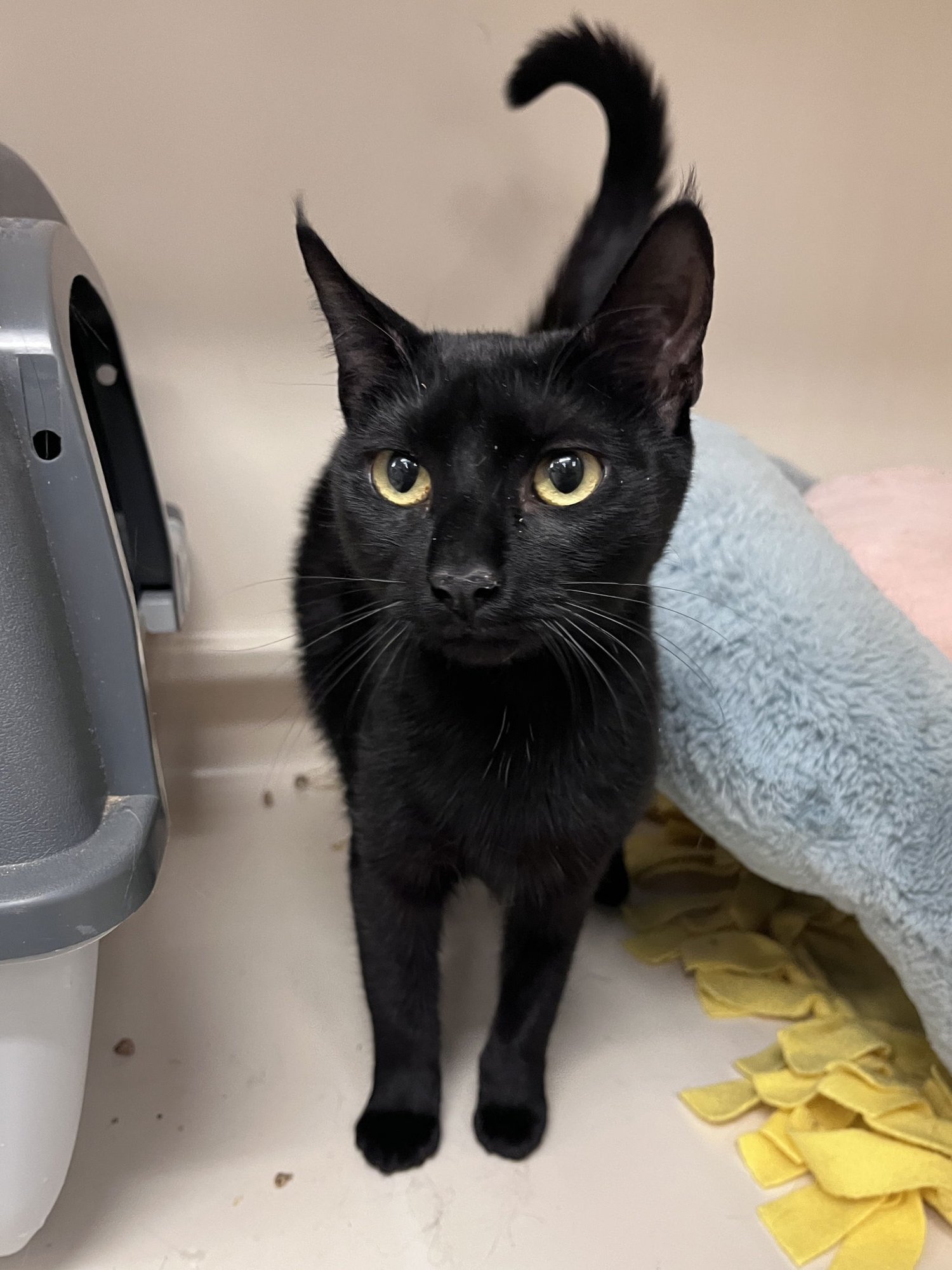 EMO RM - Domestic Short Hair available for adoption