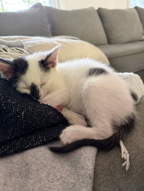 DOT KITTEN
