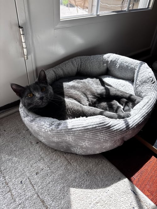 MISTY - Domestic Short Hair available for adoption