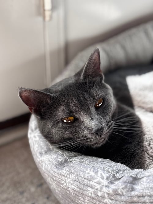 MISTY - Domestic Short Hair available for adoption