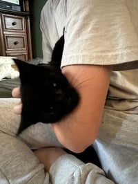 Twyla's Charlie KITTEN - Photo 2