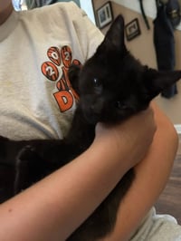 Twyla's Charlie KITTEN - Photo 1