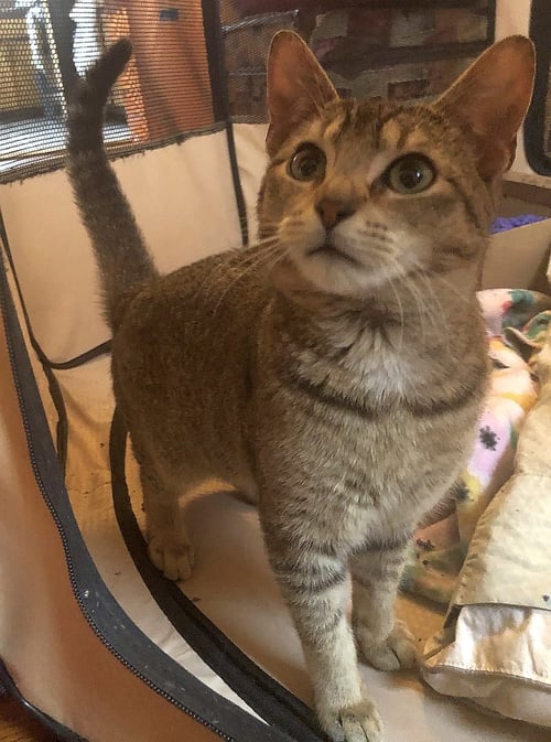MILO - Tabby available for adoption