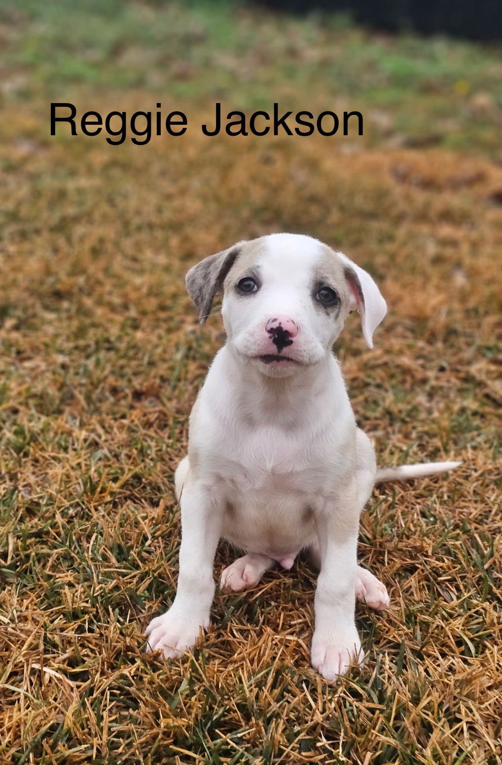 REGGIE JACKSON LONESTAR - Catahoula Leopard Dog available for adoption