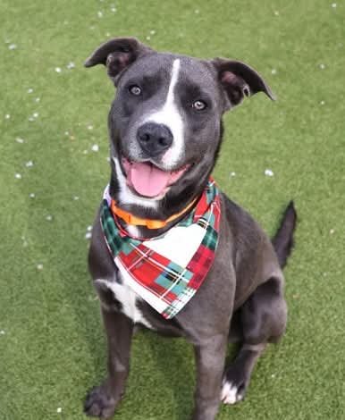 HENRY ATHENS - Pit Bull Terrier available for adoption