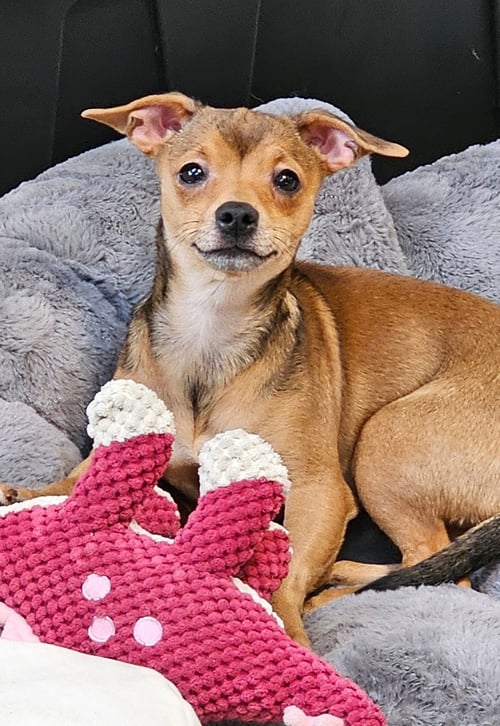 HERO SUSSEX - Chihuahua available for adoption