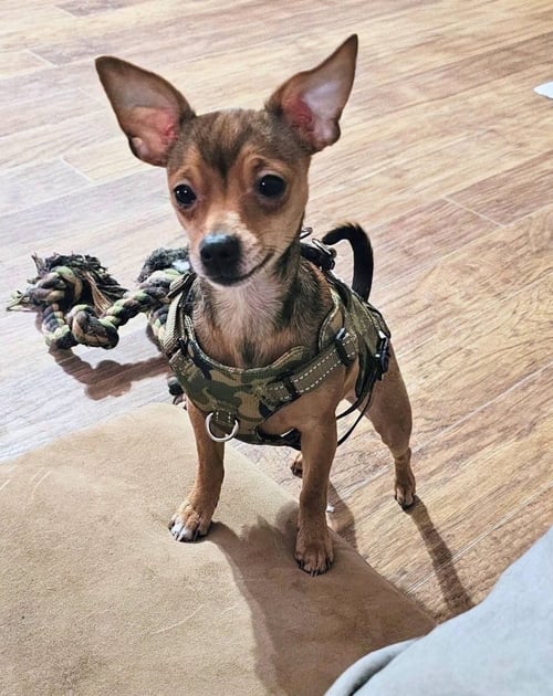 HERO SUSSEX - Chihuahua available for adoption