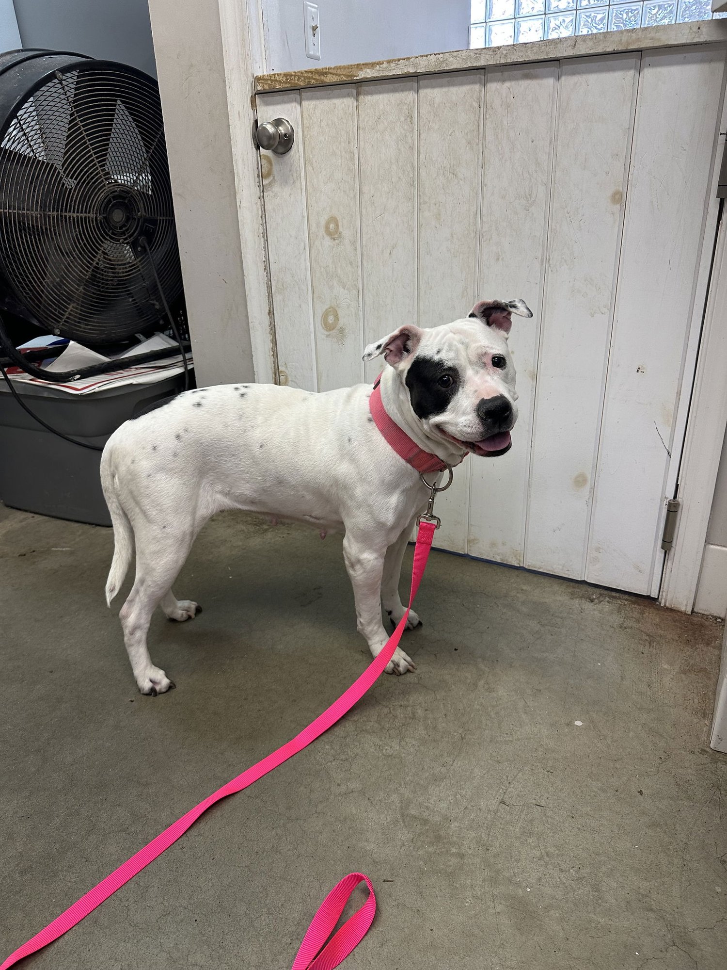 SHILOH NJ - Pit Bull Terrier available for adoption