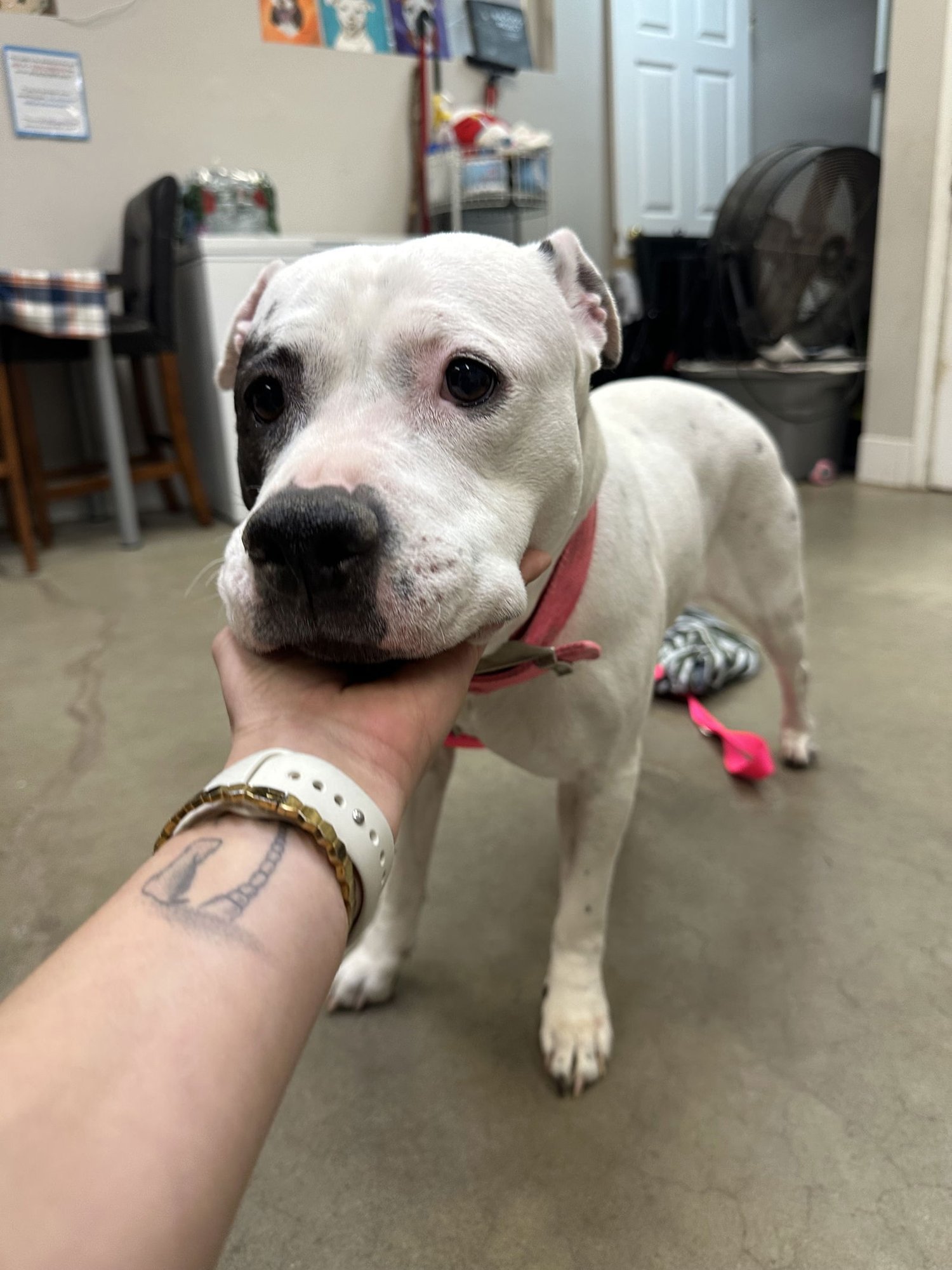 SHILOH NJ - Pit Bull Terrier available for adoption