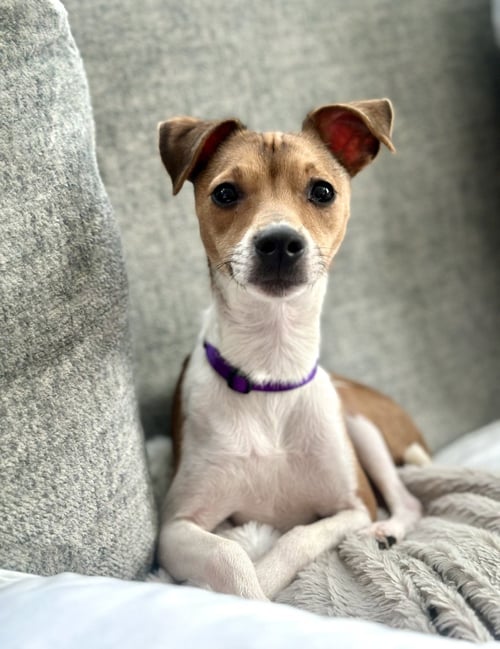 LIMA SUSSEX - Jack Russell Terrier / Chihuahua available for adoption