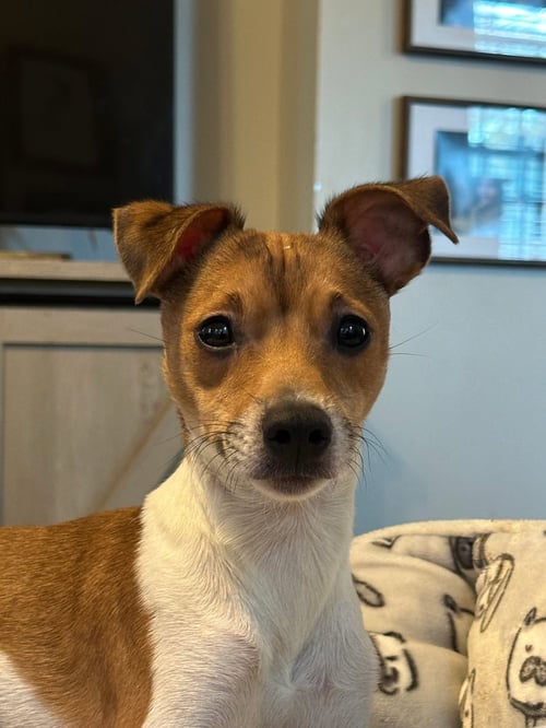 LIMA SUSSEX - Jack Russell Terrier / Chihuahua available for adoption