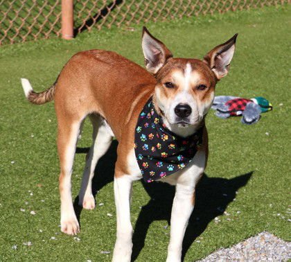 POINTY ATHENS - Shepherd available for adoption