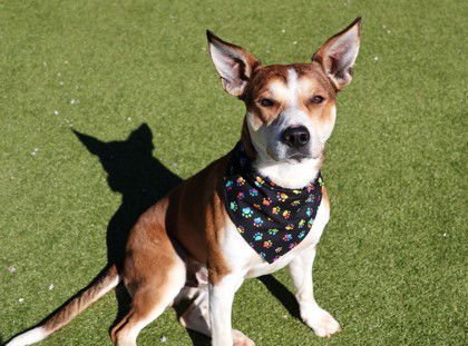 POINTY ATHENS - Shepherd available for adoption