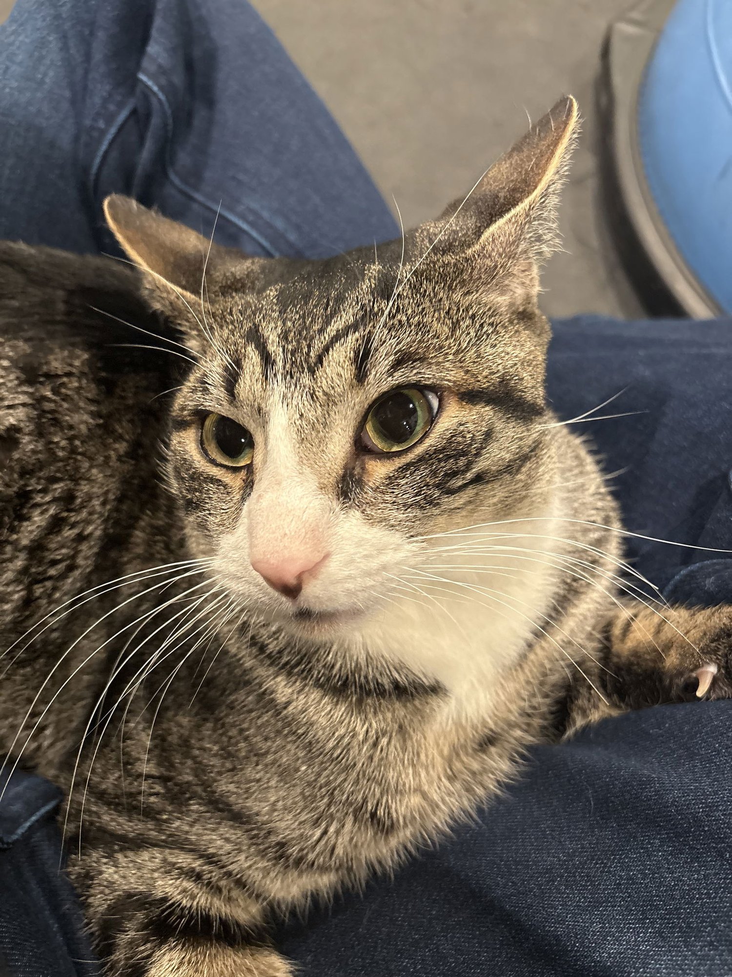 FUJI - Domestic Short Hair available for adoption