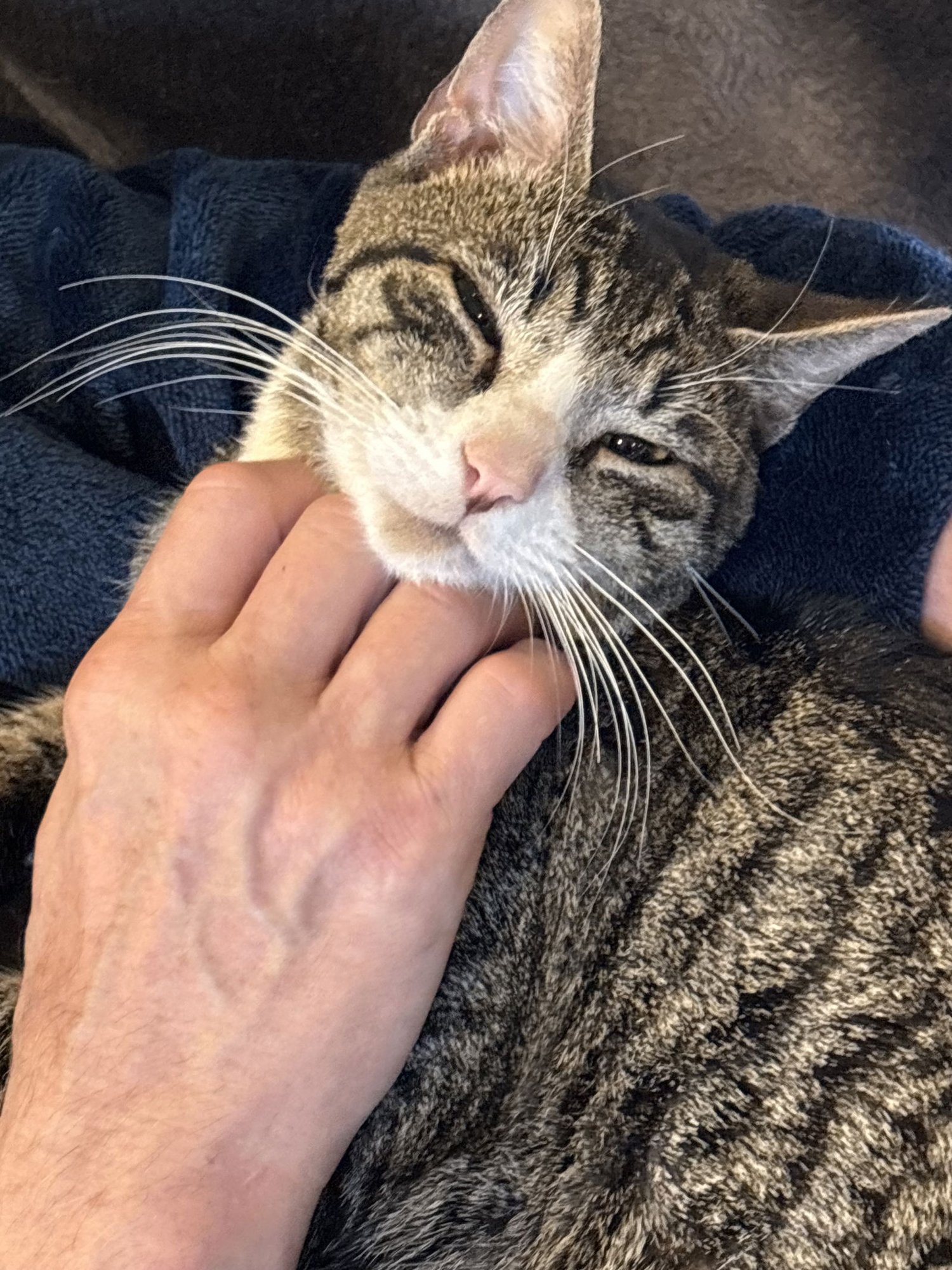 FUJI - Domestic Short Hair available for adoption