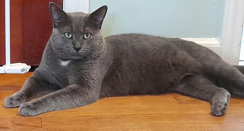 PRINCE - Domestic Short Hair available for adoption