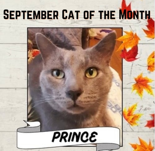 PRINCE - Domestic Short Hair available for adoption