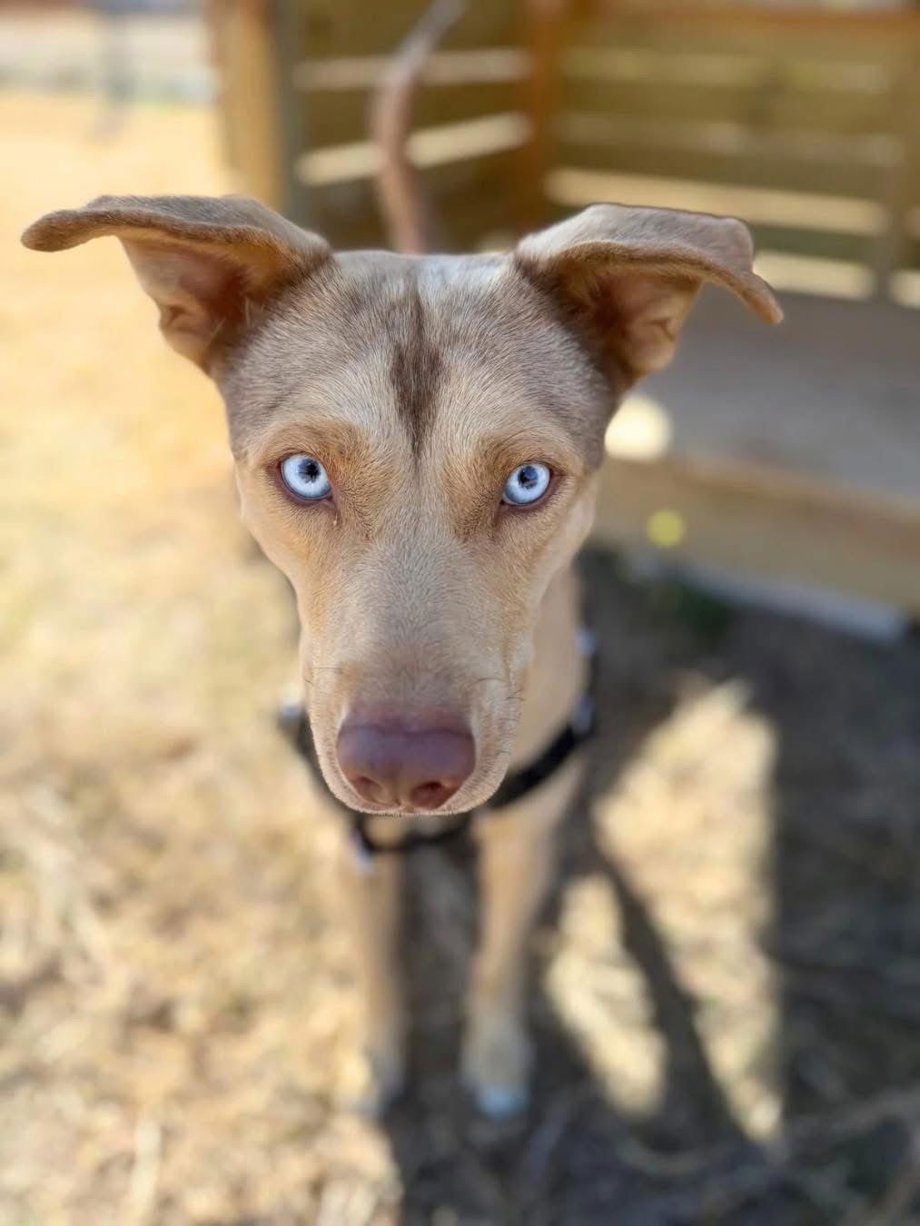 DANISH LONESTAR - Shepherd available for adoption