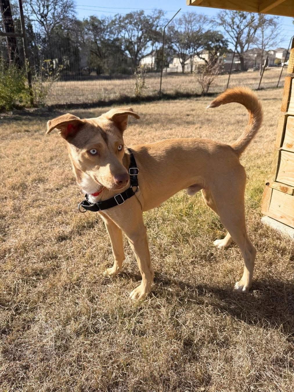 Danish Lonestar - Photo 4