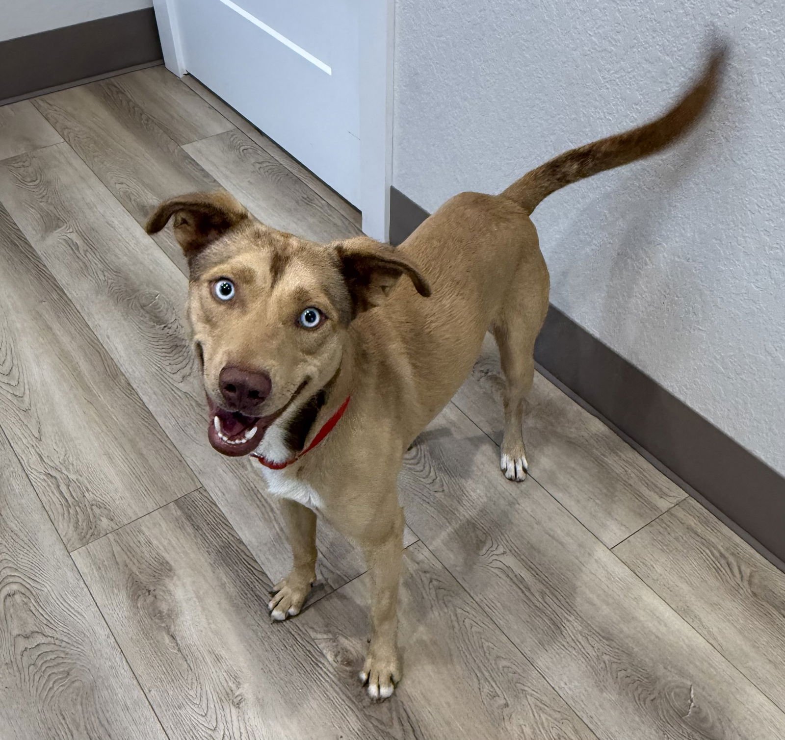 Danish Lonestar - Photo 5