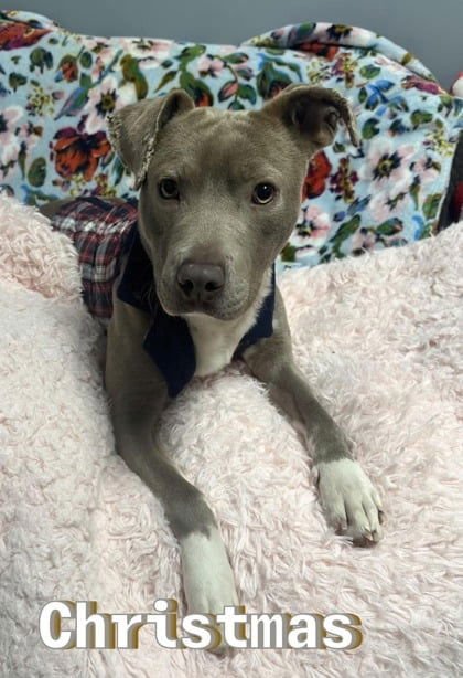 CHRISTMAS DIXON - American Pit Bull Terrier available for adoption