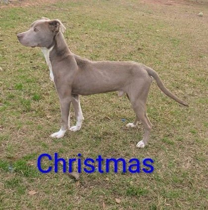 CHRISTMAS DIXON - American Pit Bull Terrier available for adoption