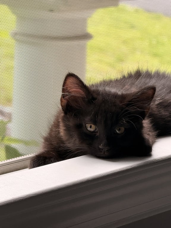 Skye's Reid KITTEN Image