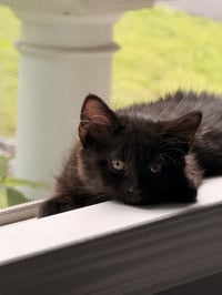 Skye's Reid KITTEN - Photo 1