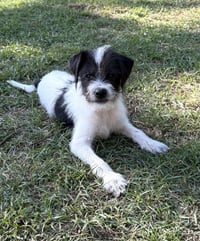 Astro Lonestar - Photo 1